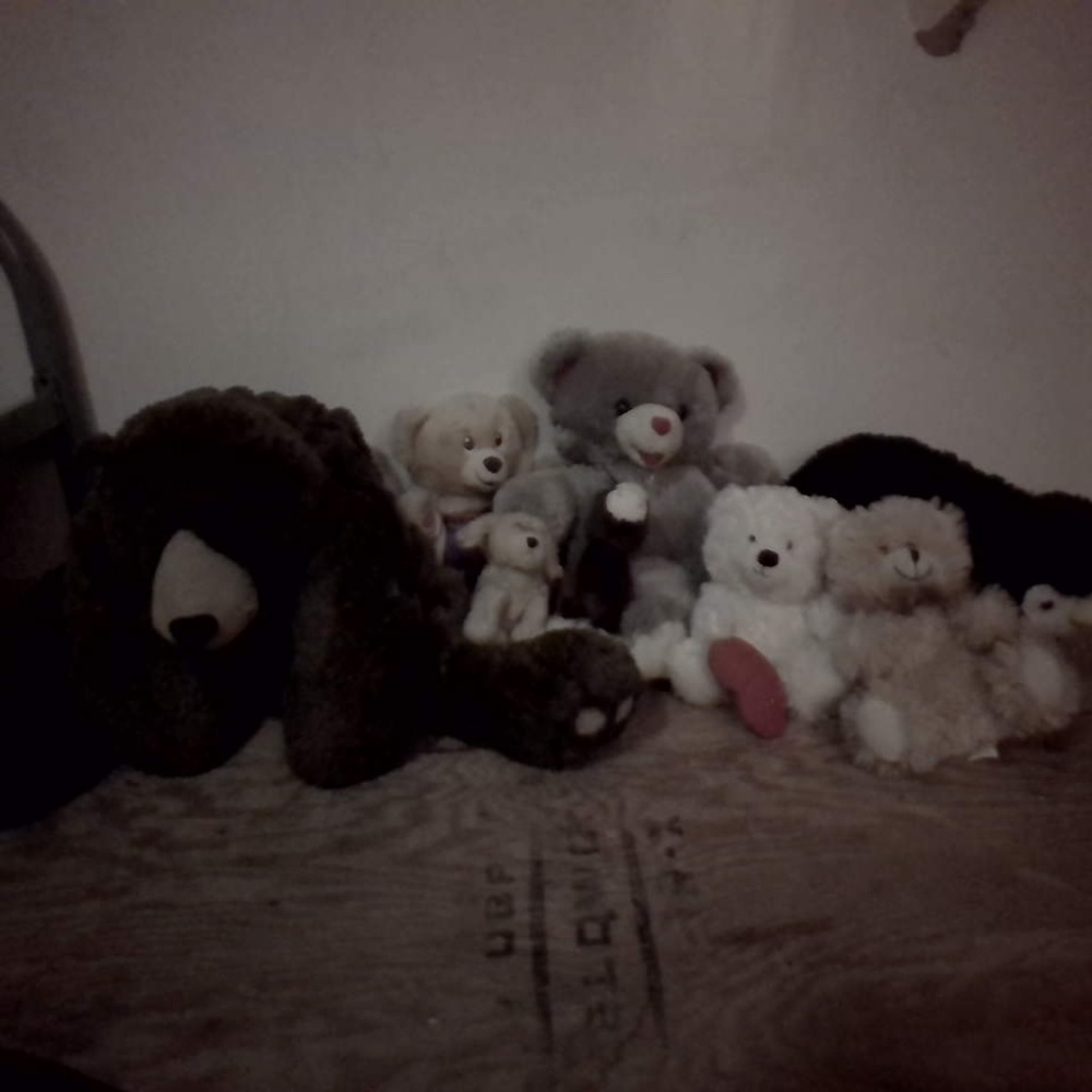 aniamls